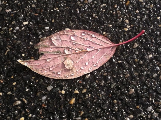Last fall's leaf